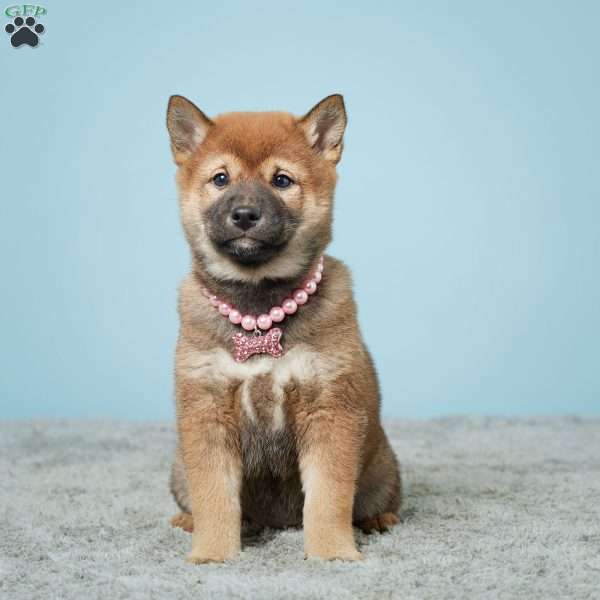 Twinkle, Shiba Inu Puppy